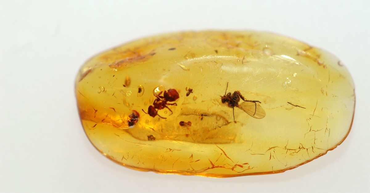 虫入り琥珀